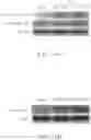 Fig. 11 - Pharmaceutical composition exhibiting anti-tumor activity, method for treating patient suffering from cancer and method for inhibiting tumor growth