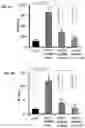 Fig. 02 - COMPOSITIONS INCLUDING CINNAMIC ACID AND METHODS OF USE THEREOF
