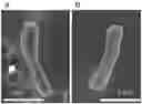 Fig. 01 - Composition for inducing pili formation in bacterium of genus 
