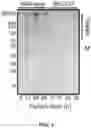 Fig. 04 - Composition for inducing pili formation in bacterium of genus 