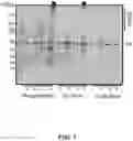 Fig. 05 - Composition for inducing pili formation in bacterium of genus 