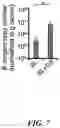 Fig. 07 - Composition for inducing pili formation in bacterium of genus 