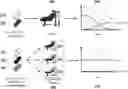 Fig. 01 - Pharmaceutical compositions and methods for countering chemotherapy induced cardiotoxicity