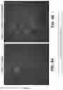 Fig. 05 - Pharmaceutical compositions and methods for countering chemotherapy induced cardiotoxicity