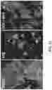 Fig. 13 - Pharmaceutical compositions and methods for countering chemotherapy induced cardiotoxicity