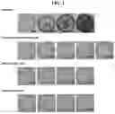Fig. 02 - Pharmaceutical Composition for Treatment of Bone-Related Disease