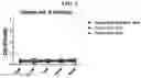 Fig. 04 - Pharmaceutical Composition for Treatment of Bone-Related Disease