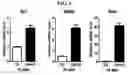 Fig. 05 - Pharmaceutical Composition for Treatment of Bone-Related Disease
