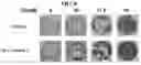 Fig. 09 - Pharmaceutical Composition for Treatment of Bone-Related Disease