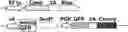 Fig. 01 - METHODS OF TREATING VENETOCLAX-RESISTANT ACUTE MYELOID LEUKEMIA