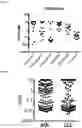 Fig. 25 - METHODS OF TREATING VENETOCLAX-RESISTANT ACUTE MYELOID LEUKEMIA