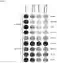 Fig. 10 - METHOD FOR TREATING CANCER
