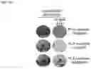 Fig. 13 - METHOD FOR TREATING CANCER