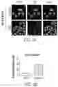 Fig. 04 - COMBINATION THERAPIES FOR USE IN TREATING CANCER