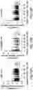 Fig. 30 - COMPOSITIONS OF OBETICHOLIC ACID AND METHODS OF USE