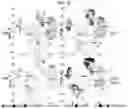 Fig. 15 - ESTROGEN RECEPTOR INHIBITORS AND USES THEROF