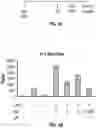 Fig. 04 - METHODS AND COMPOSITIONS FOR INHIBITING THE NLRP3 INFLAMMASOME AND/OR LON PROTEASE