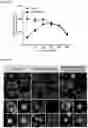 Fig. 03 - COMPOSITIONS AND METHODS USEFUL FOR TREATING DISEASES CHARACTERIZED BY INSUFFICIENT PANTOTHENATE KINASE ACTIVITY
