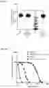 Fig. 06 - COMPOSITIONS AND METHODS USEFUL FOR TREATING DISEASES CHARACTERIZED BY INSUFFICIENT PANTOTHENATE KINASE ACTIVITY