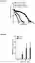 Fig. 19 - COMPOSITIONS AND METHODS USEFUL FOR TREATING DISEASES CHARACTERIZED BY INSUFFICIENT PANTOTHENATE KINASE ACTIVITY