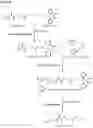 Fig. 25 - COMPOSITIONS AND METHODS USEFUL FOR TREATING DISEASES CHARACTERIZED BY INSUFFICIENT PANTOTHENATE KINASE ACTIVITY