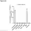 Fig. 30 - COMPOSITIONS AND METHODS USEFUL FOR TREATING DISEASES CHARACTERIZED BY INSUFFICIENT PANTOTHENATE KINASE ACTIVITY