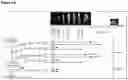 Fig. 35 - COMPOSITIONS AND METHODS USEFUL FOR TREATING DISEASES CHARACTERIZED BY INSUFFICIENT PANTOTHENATE KINASE ACTIVITY