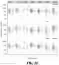 Fig. 07 - Identification and treatment of T-cell epitopes of short H2A oncohistones