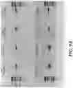 Fig. 28 - Identification and treatment of T-cell epitopes of short H2A oncohistones