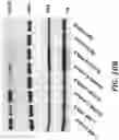 Fig. 31 - Identification and treatment of T-cell epitopes of short H2A oncohistones