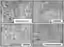 Fig. 01 - COMPOSITION CONTAINING NICOTINAMIDE MONONUCLEOTIDE AND MOGROSIDE, AND APPLICATION THEREOF