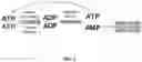 Fig. 03 - AMP-activated protein kinase activating compounds and uses thereof