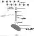 Fig. 04 - AMP-activated protein kinase activating compounds and uses thereof