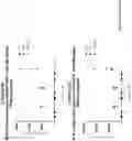 Fig. 25 - MODULATION OF CILIOGENESIS