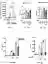 Fig. 09 - METHODS FOR TREATING MACROPHAGE-MEDIATED DISEASES, AND METHODS OF IDENTIFYING AGENTS USEFUL THEREFORE