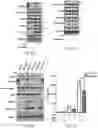 Fig. 11 - METHODS FOR TREATING MACROPHAGE-MEDIATED DISEASES, AND METHODS OF IDENTIFYING AGENTS USEFUL THEREFORE