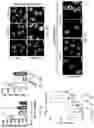 Fig. 17 - METHODS FOR TREATING MACROPHAGE-MEDIATED DISEASES, AND METHODS OF IDENTIFYING AGENTS USEFUL THEREFORE