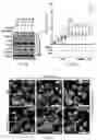 Fig. 18 - METHODS FOR TREATING MACROPHAGE-MEDIATED DISEASES, AND METHODS OF IDENTIFYING AGENTS USEFUL THEREFORE