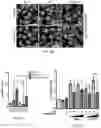 Fig. 21 - METHODS FOR TREATING MACROPHAGE-MEDIATED DISEASES, AND METHODS OF IDENTIFYING AGENTS USEFUL THEREFORE