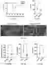 Fig. 23 - METHODS FOR TREATING MACROPHAGE-MEDIATED DISEASES, AND METHODS OF IDENTIFYING AGENTS USEFUL THEREFORE