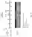 Fig. 21 - Compositions and Methods for Treating or Preventing Gut Permeability-Related Disorders