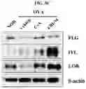 Fig. 15 - CELL COMPOSITION, METHOD FOR PRODUCING SAME, AND PHARMACEUTICAL COMPOSITION FOR PREVENTING OR TREATING ATOPIC DISEASE COMPRISING SAME