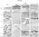 Fig. 16 - CELL COMPOSITION, METHOD FOR PRODUCING SAME, AND PHARMACEUTICAL COMPOSITION FOR PREVENTING OR TREATING ATOPIC DISEASE COMPRISING SAME
