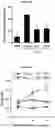 Fig. 18 - CELL COMPOSITION, METHOD FOR PRODUCING SAME, AND PHARMACEUTICAL COMPOSITION FOR PREVENTING OR TREATING ATOPIC DISEASE COMPRISING SAME