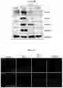 Fig. 24 - CELL COMPOSITION, METHOD FOR PRODUCING SAME, AND PHARMACEUTICAL COMPOSITION FOR PREVENTING OR TREATING ATOPIC DISEASE COMPRISING SAME