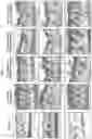 Fig. 29 - CELL COMPOSITION, METHOD FOR PRODUCING SAME, AND PHARMACEUTICAL COMPOSITION FOR PREVENTING OR TREATING ATOPIC DISEASE COMPRISING SAME