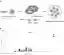 Fig. 01 - COMPOSITIONS AND METHODS FOR ENHANCED LYMPHOCYTE-MEDIATED IMMUNOTHERAPY