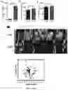 Fig. 07 - COMPOSITIONS AND METHODS FOR ENHANCED LYMPHOCYTE-MEDIATED IMMUNOTHERAPY