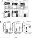 Fig. 08 - COMPOSITIONS AND METHODS FOR ENHANCED LYMPHOCYTE-MEDIATED IMMUNOTHERAPY