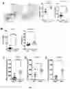 Fig. 09 - COMPOSITIONS AND METHODS FOR ENHANCED LYMPHOCYTE-MEDIATED IMMUNOTHERAPY